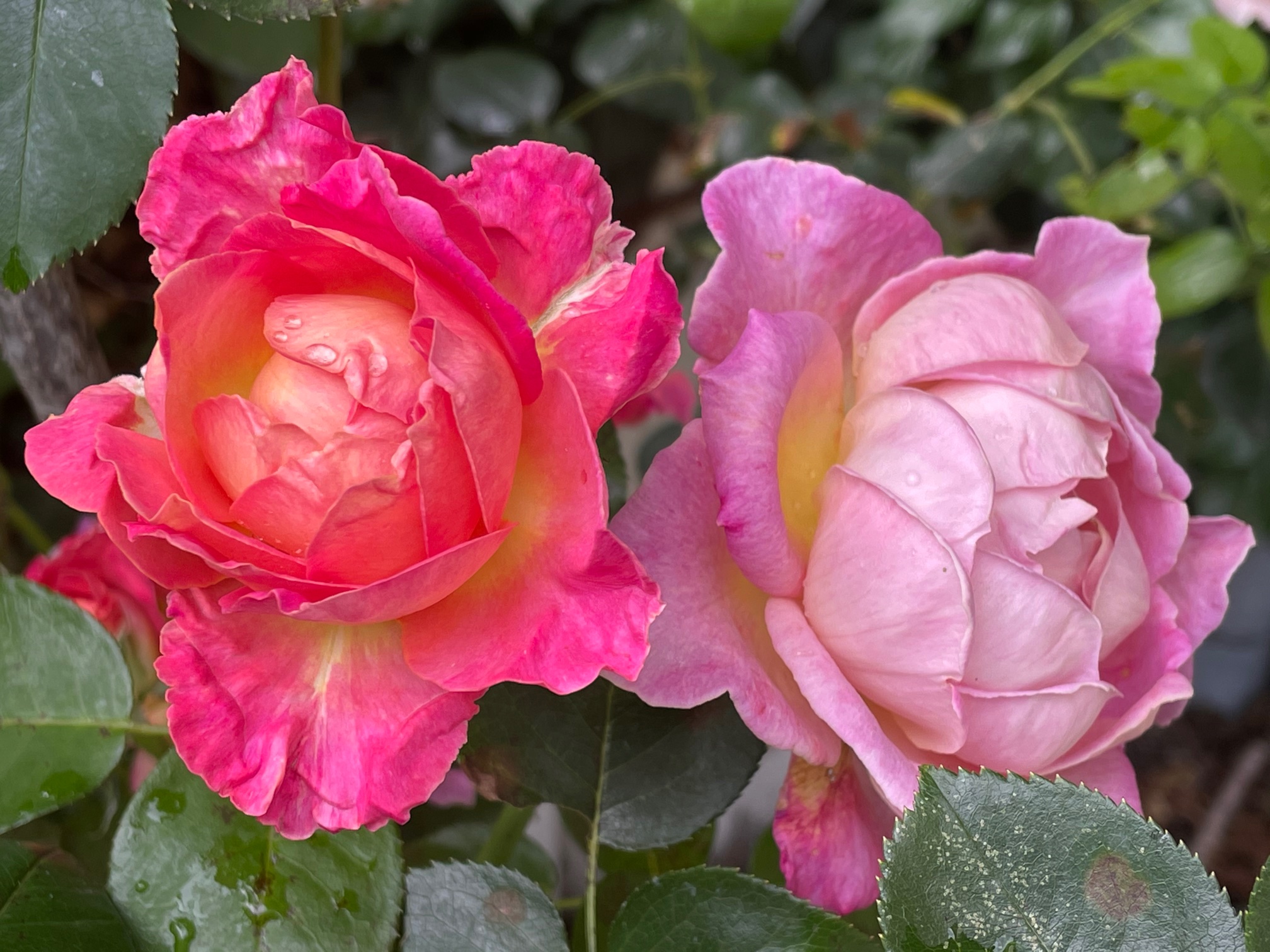 Deux roses perlées